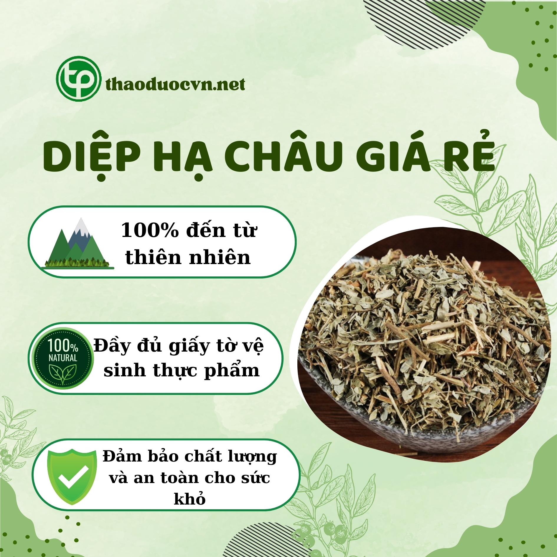 Tấn Phát là địa chỉ bán diệp hạ châu giá rẻ tại HCM