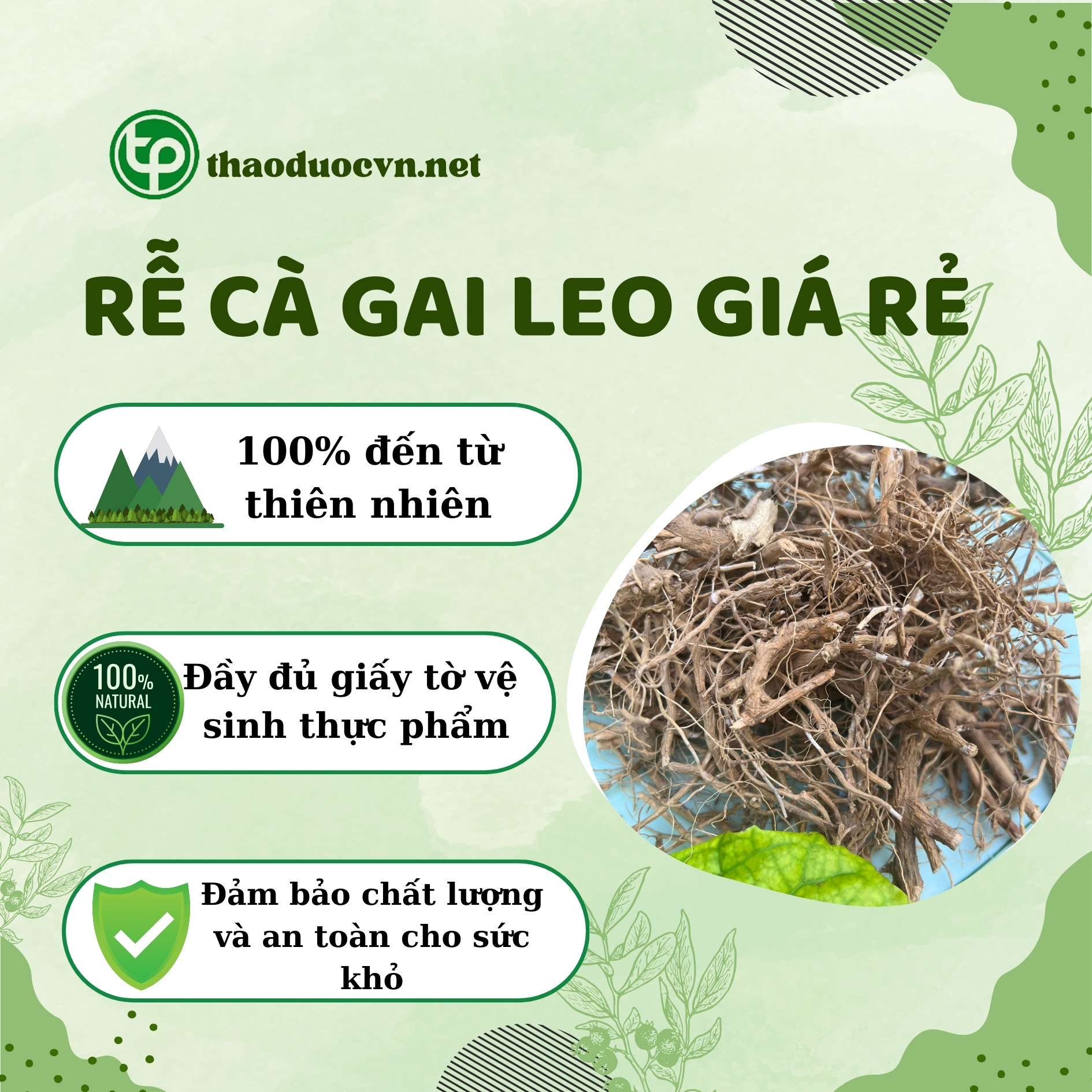 Tấn Phát là địa chỉ bán rễ cà gai leo giá rẻ tại HCM