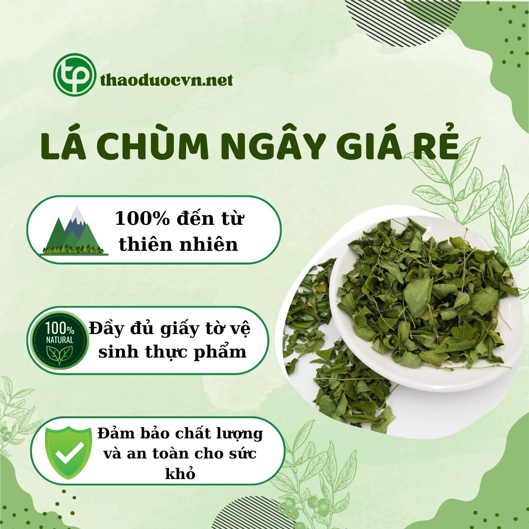 Cam kết tại Tấn Phát khi mua lá chùm ngây giá rẻ