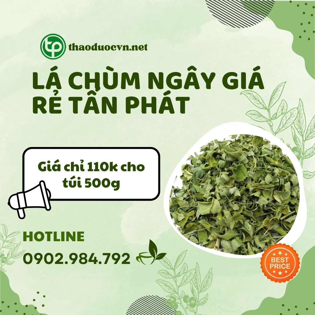 Sản phấm lá chùm ngây giá rẻ tại Tấn Phát