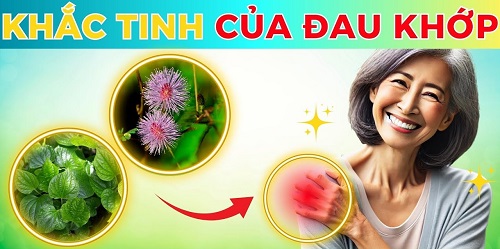 Bài thuốc giữa cây mắc cỡ và lá lốt