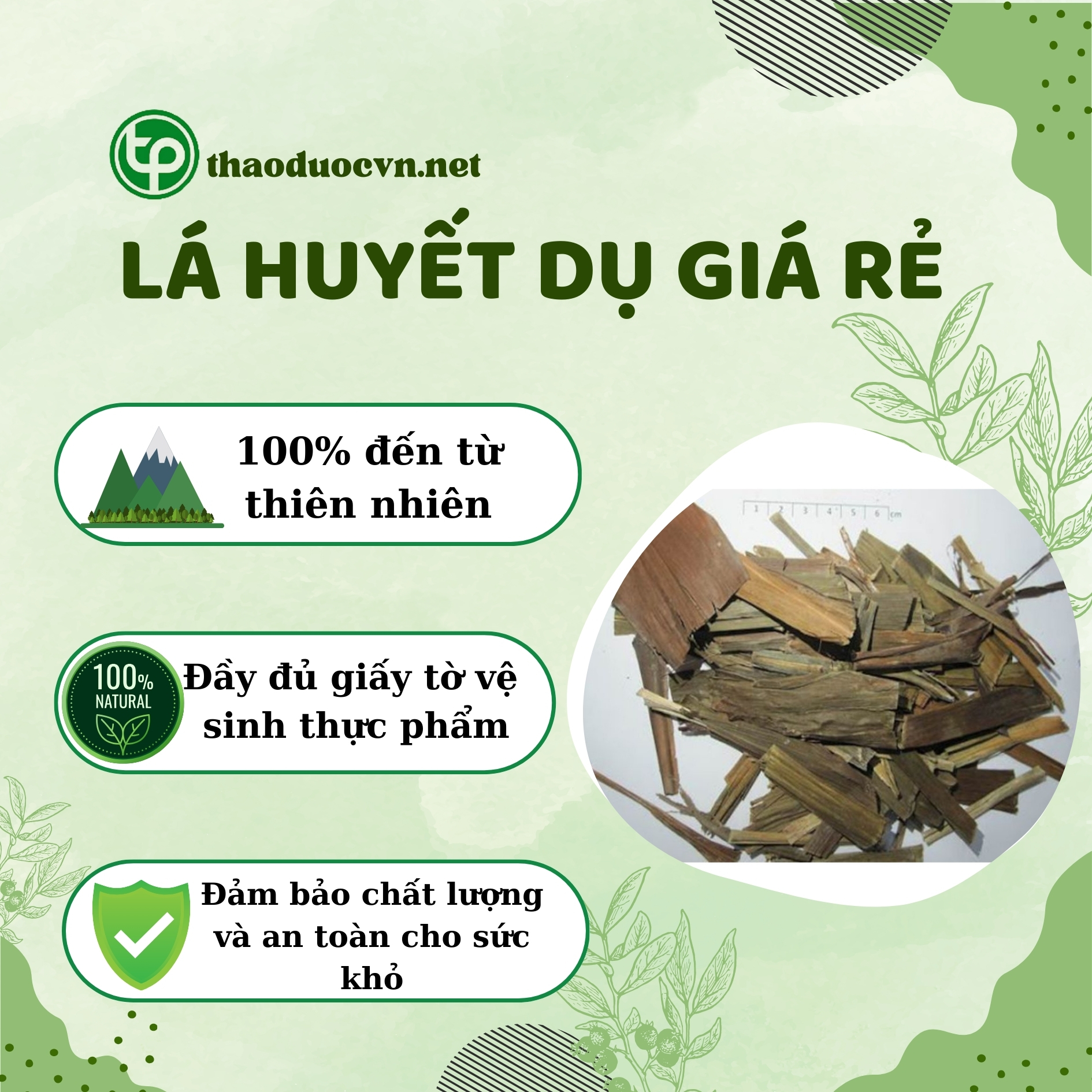 Cam kết khi mua lá huyết dụ giá rẻ tại Tấn Phát