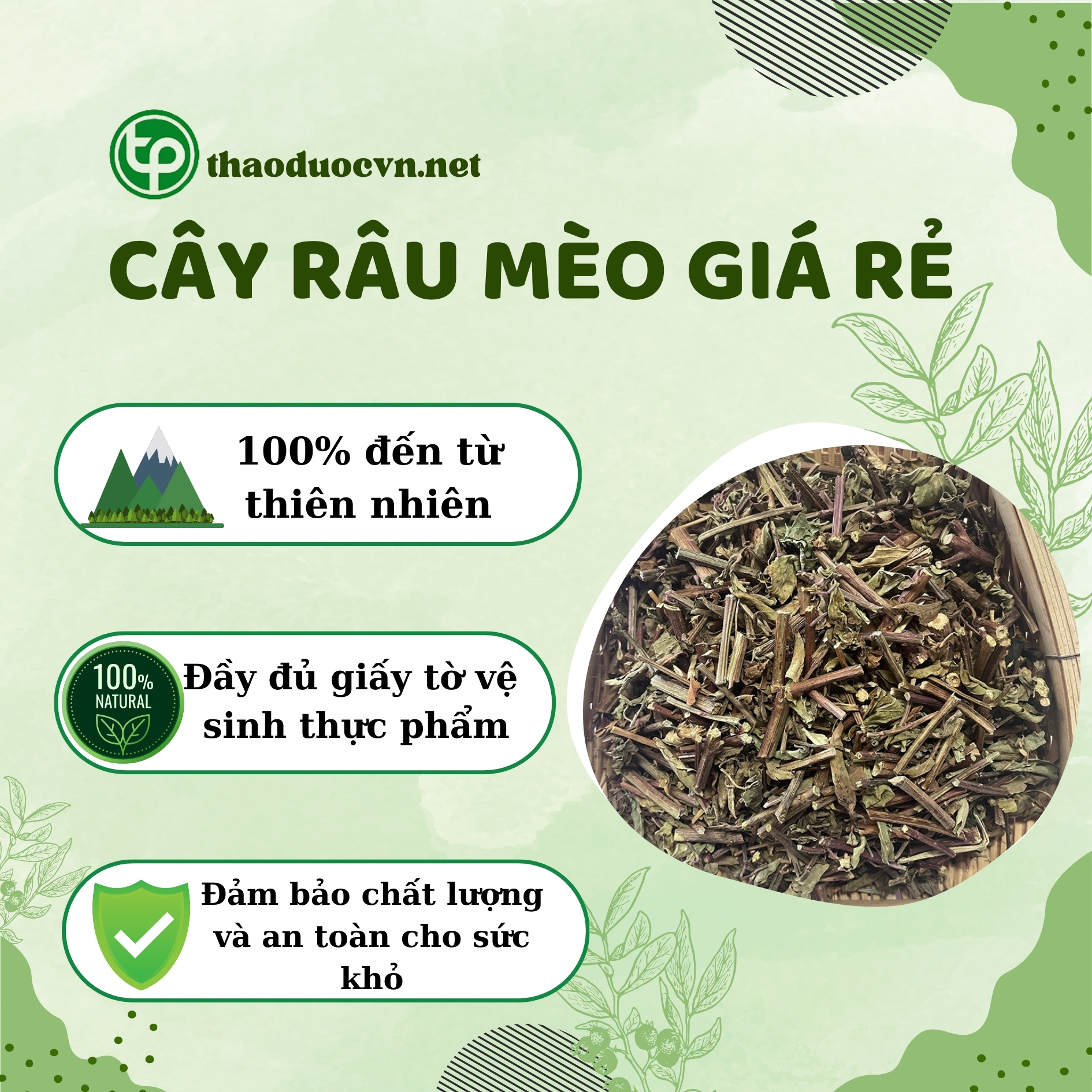 Mua cây râu mèo giá rẻ tại HCM ở Tấn Phát