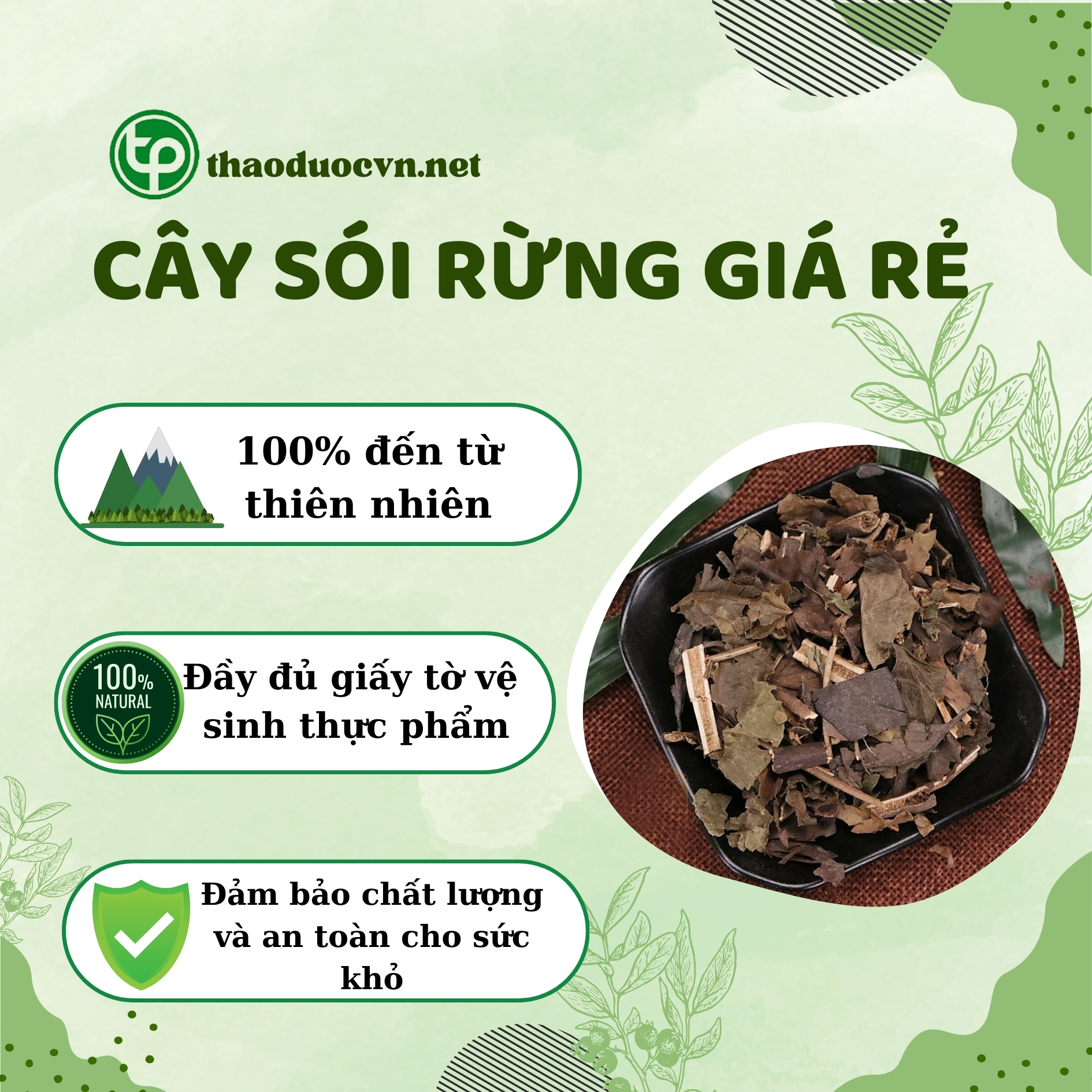 Tấn Phát là địa chỉ bán cây sói rừng giá rẻ tại HCM
