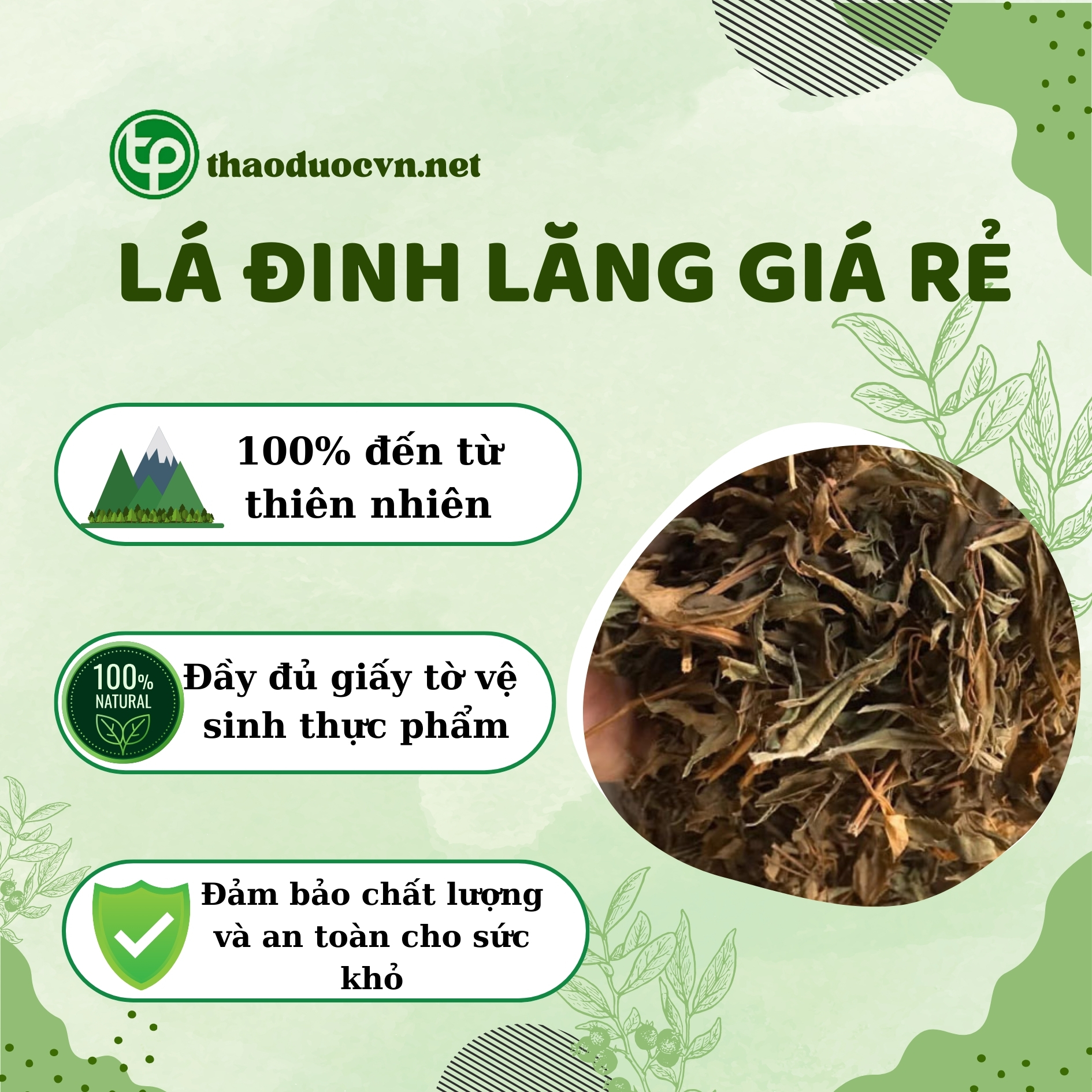 Tấn Phát là địa chỉ bán lá đinh lăng giá rẻ tại HCM