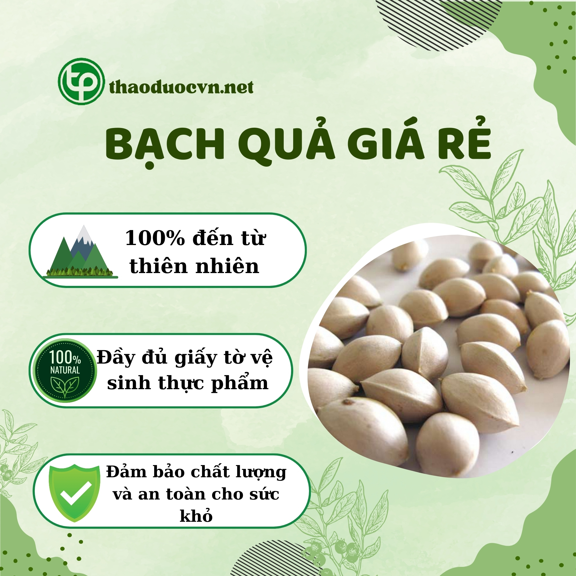 Lợi ích khi mua bạch quả giá rẻ Tấn Phát
