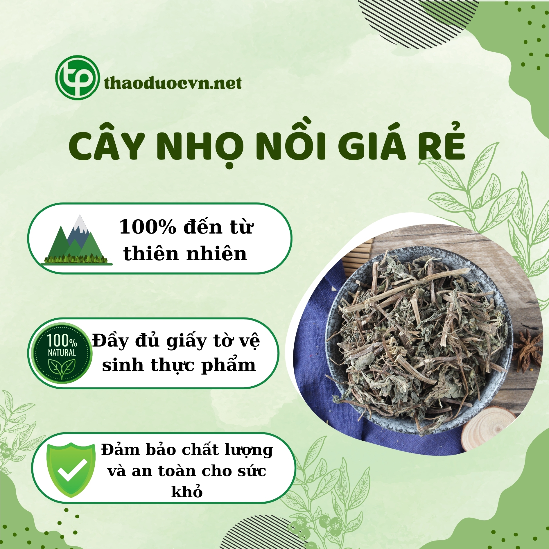 Tấn Phát là địa chỉ bán cây nhọ nồi giá rẻ tại HCM