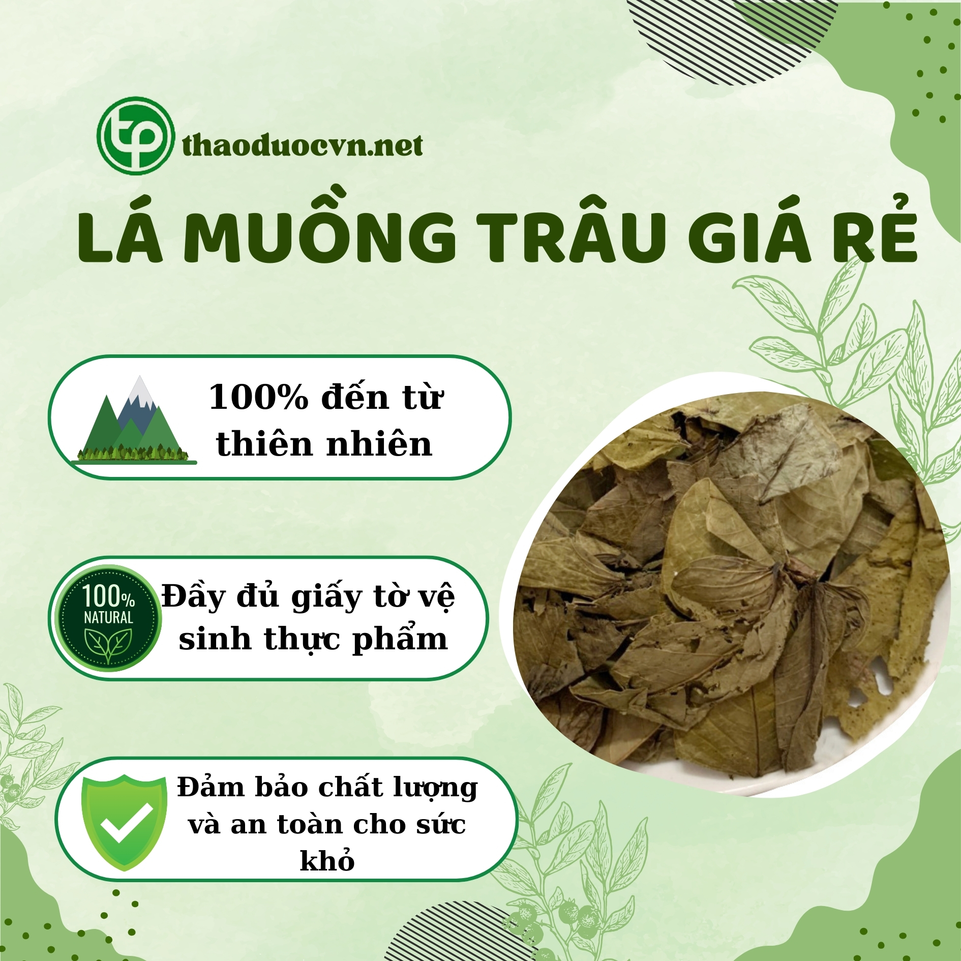 Lợi ích khi mua lá muồng trâu giá rẻ tại Tấn Phát