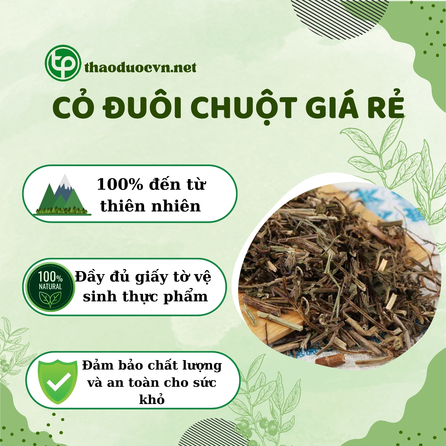 Tấn Phát là địa chỉ bán cỏ đuôi chuột tại HCM