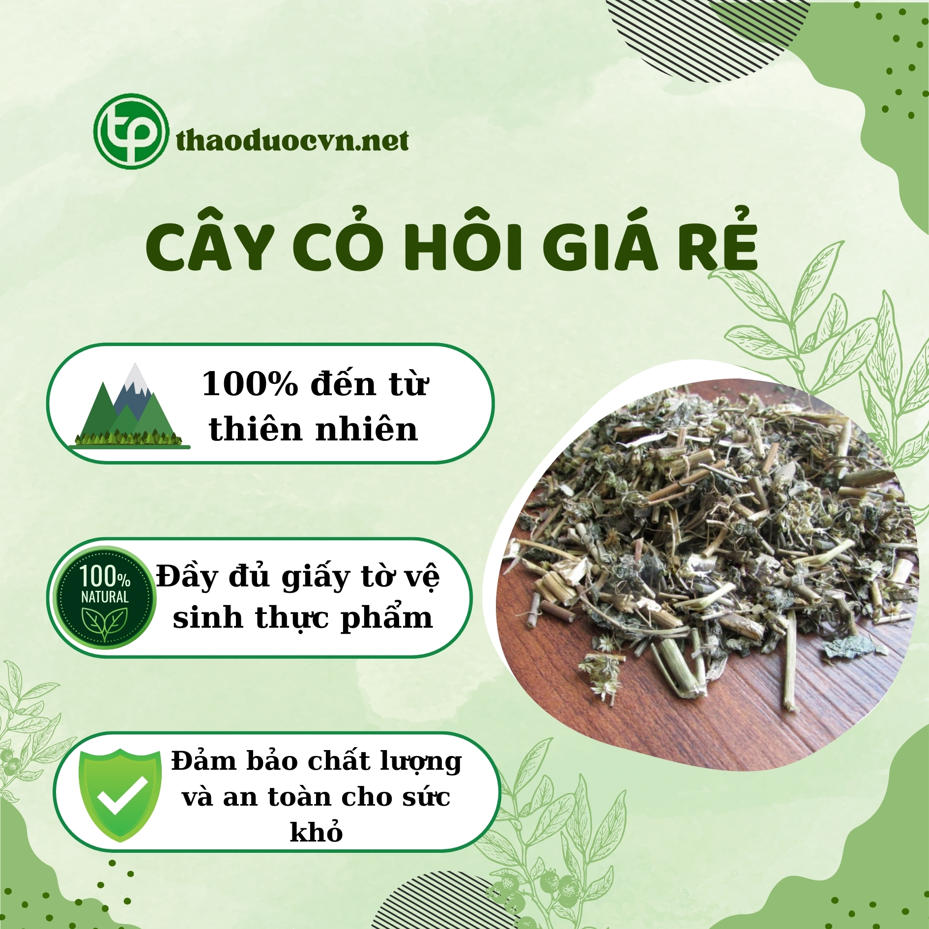 Mua cây cỏ hôi giá rẻ tại HCM ở Tấn Phát