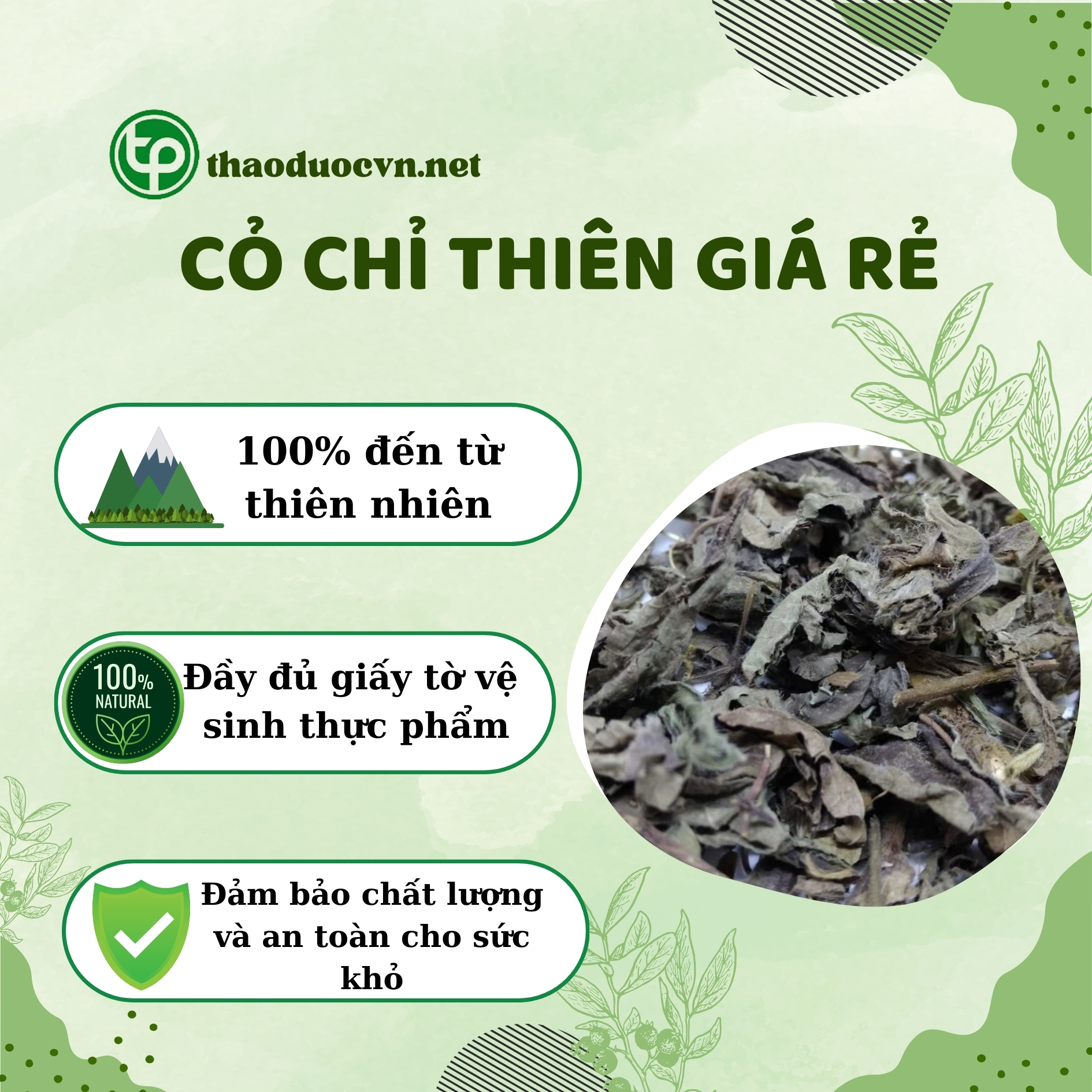 Tấn Phát là địa chỉ bán cỏ chỉ thiên giá rẻ tại HCM