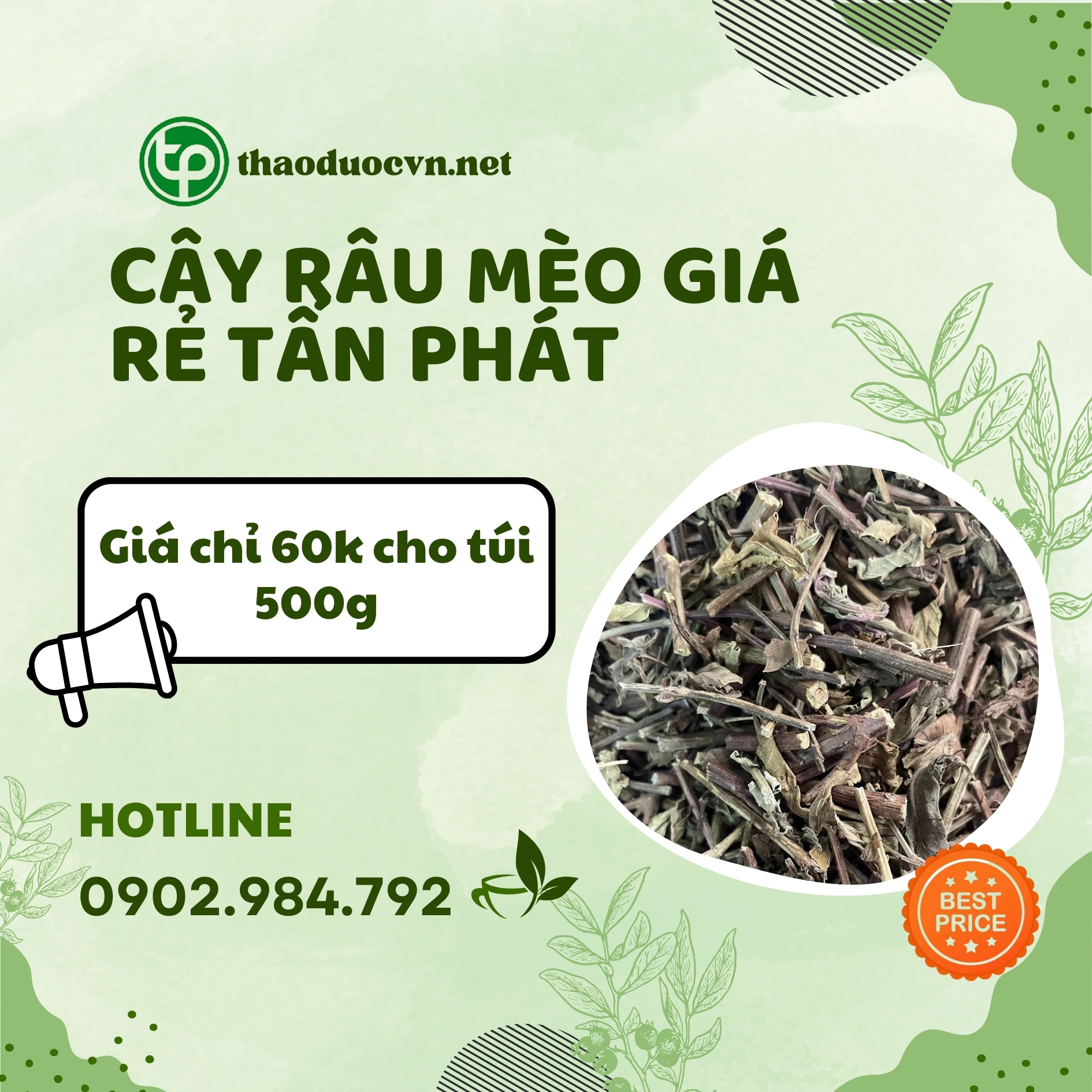 Sản phẩm cây râu mèo giá rẻ tại Tấn Phát