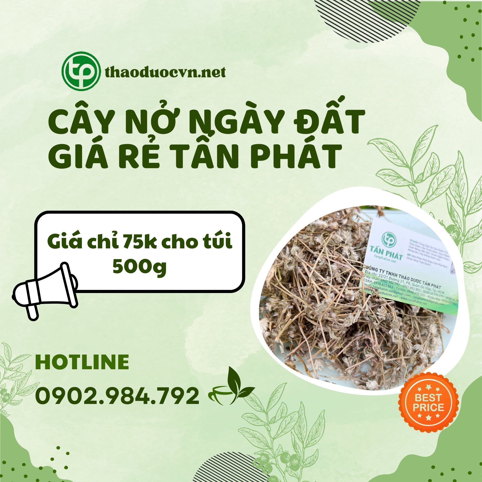 Sản phẩm cây nở ngày đất giá rẻ Tấn Phát