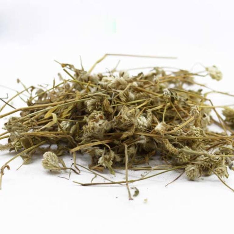 Cây nở ngày đất chất lượng cao