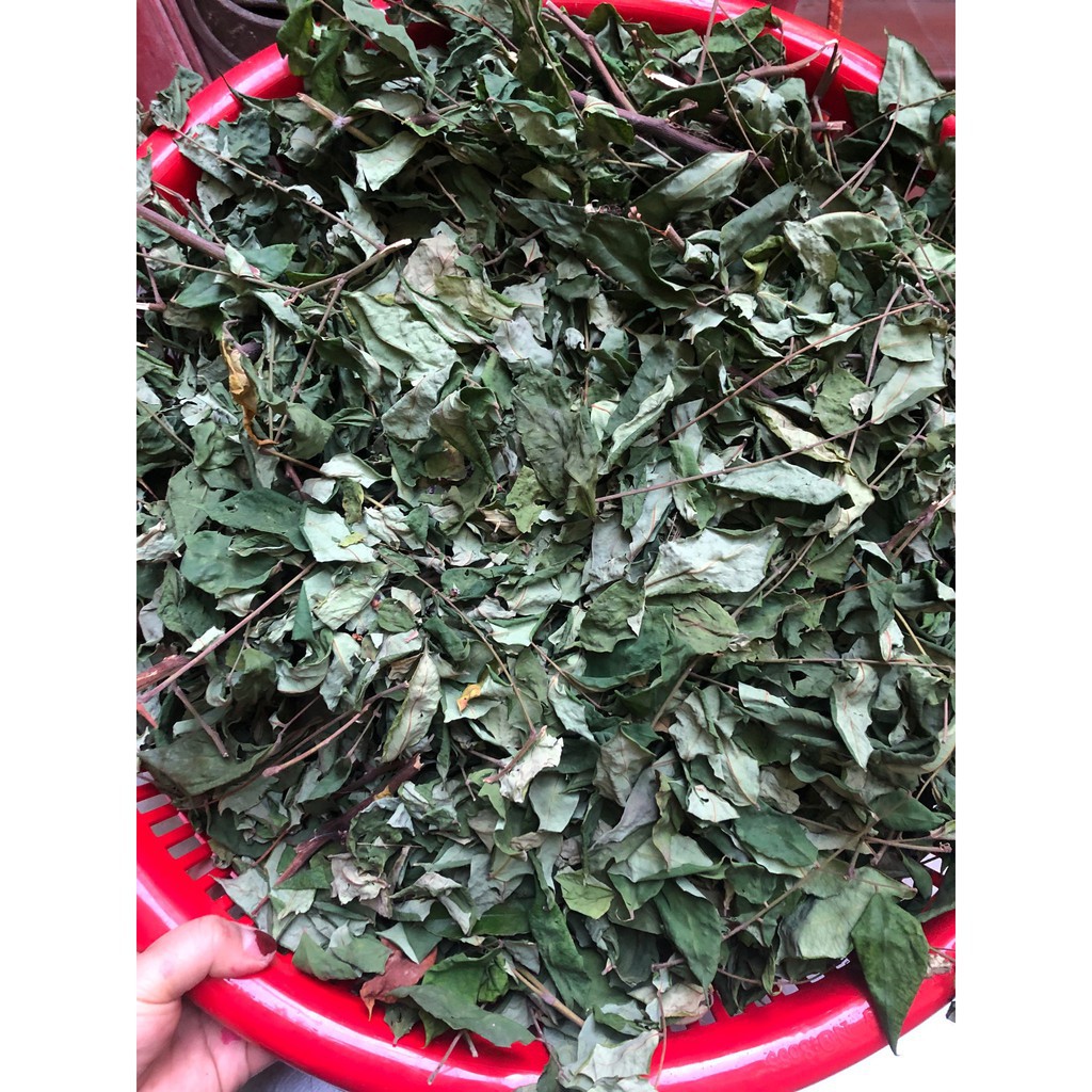 Lá khế chua chất lượng cao