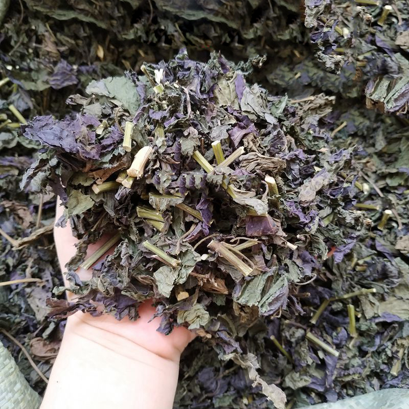 Thân lá tía tô chất lượng cao