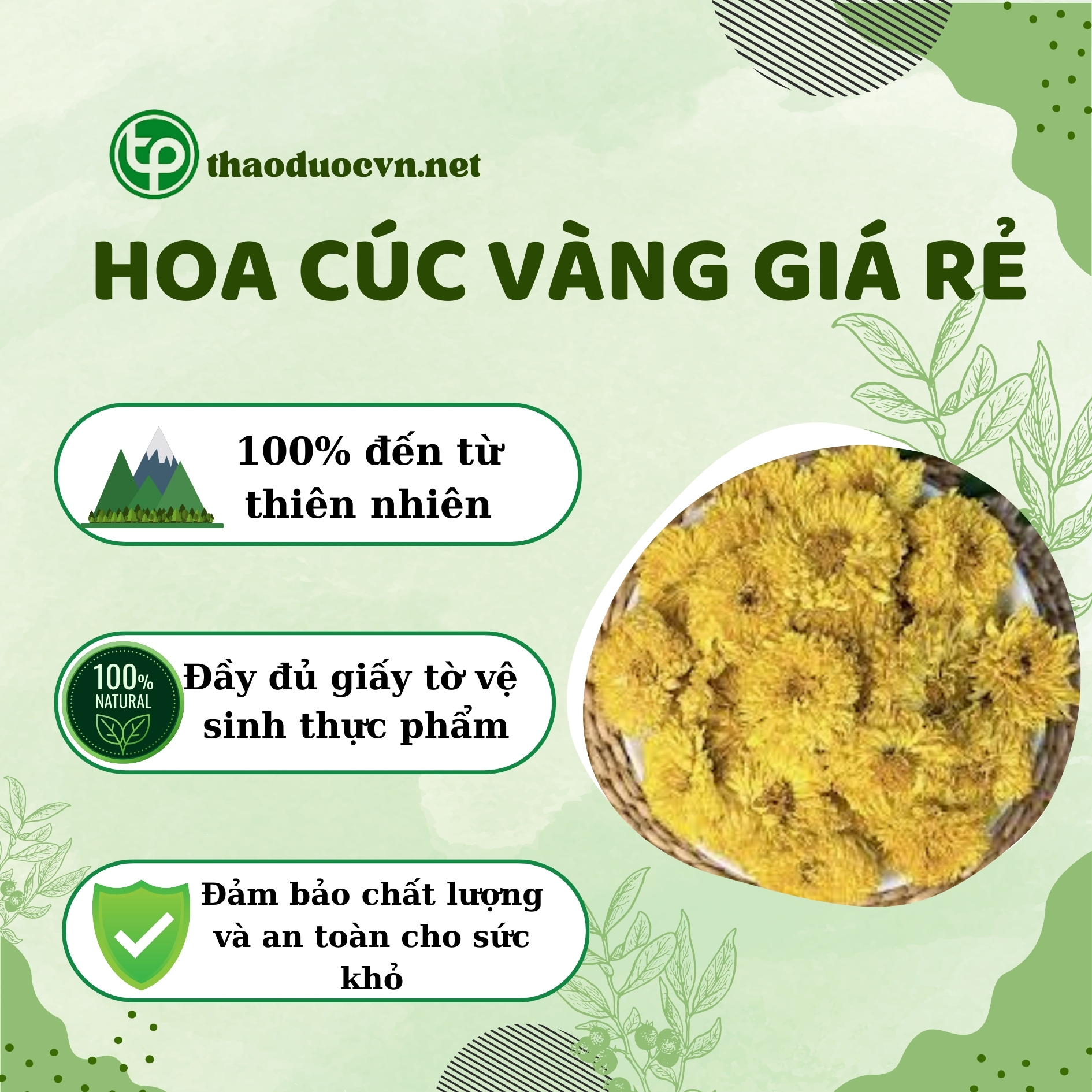 Tấn Phát là địa chỉ bán hoa cúc vàng giá rẻ tại TP.HCM