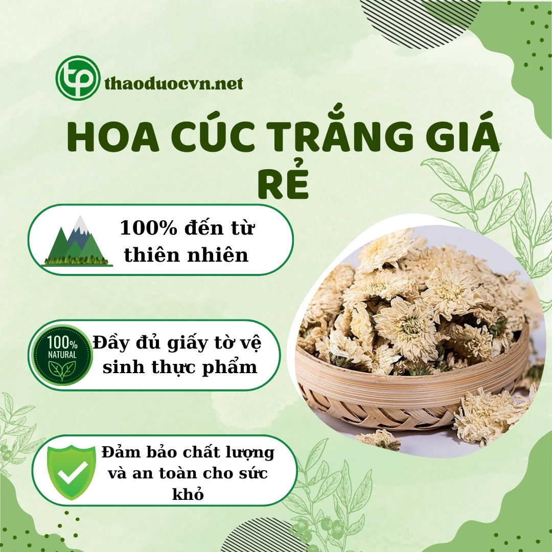 Cam kết khi mua hoa cúc trắng giá rẻ ở Tấn Phát