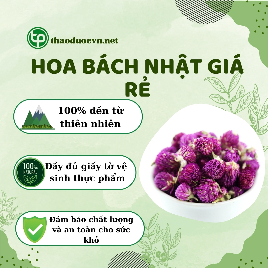 Tấn Phát là địa chỉ bán hoa bách nhật giá rẻ tại TP.HCM uy tín