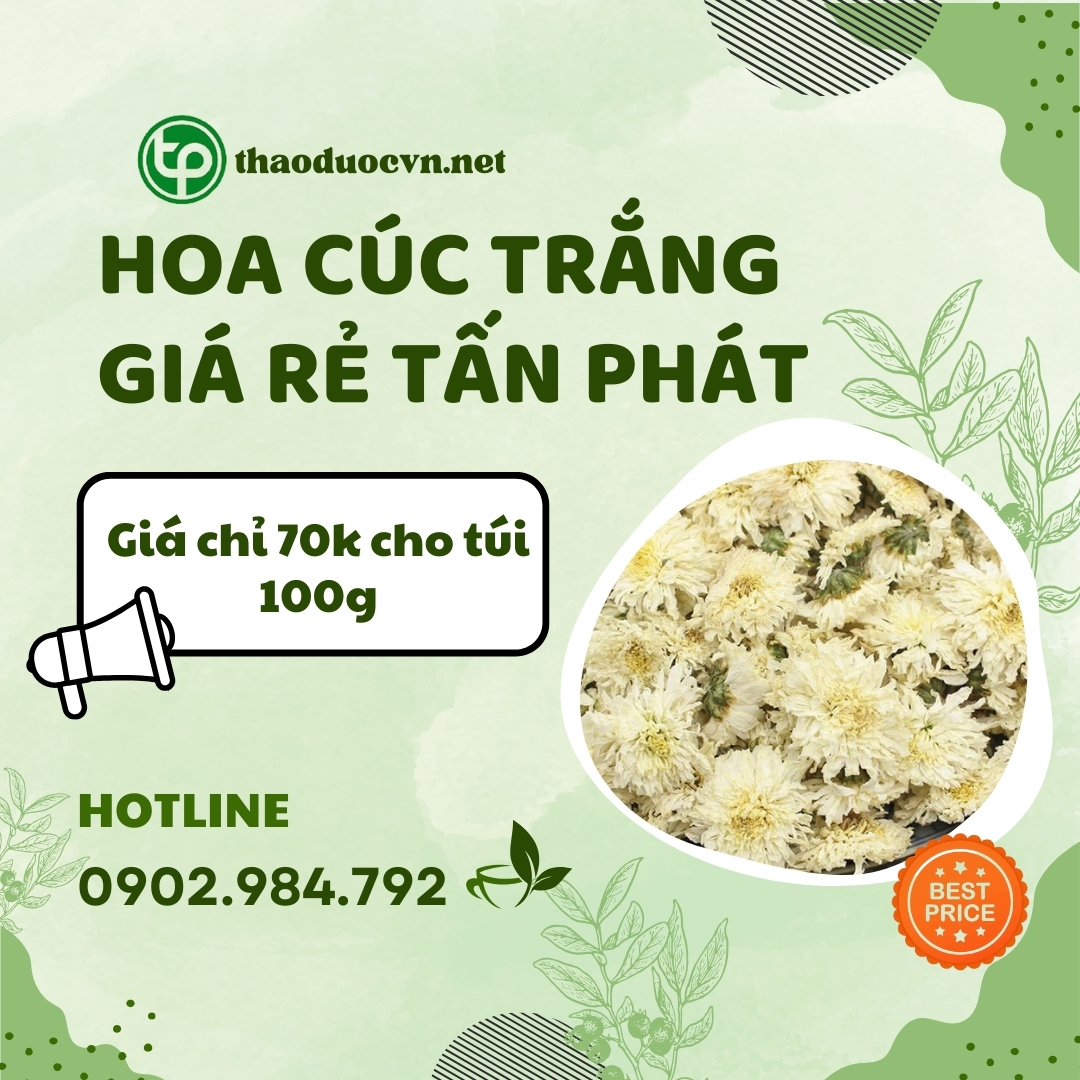 Mua hoa cúc trắng giá rẻ tại HCM