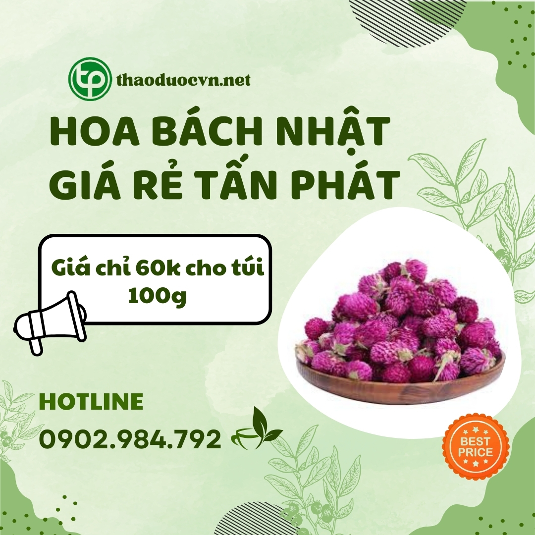 Mua hoa bách nhật giá rẻ tại HCM