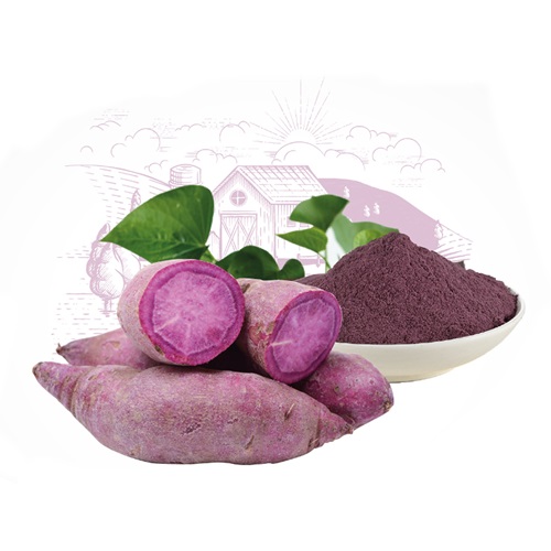 Địa chỉ bán bột khoai lang tím tại TP.HCM ở đâu ?