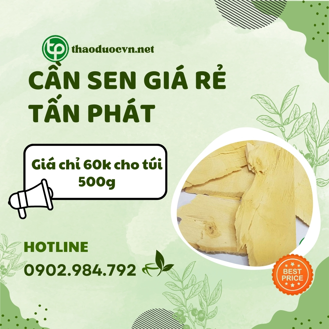 Sản phẩm cây cần sen giá rẻ tại HCM