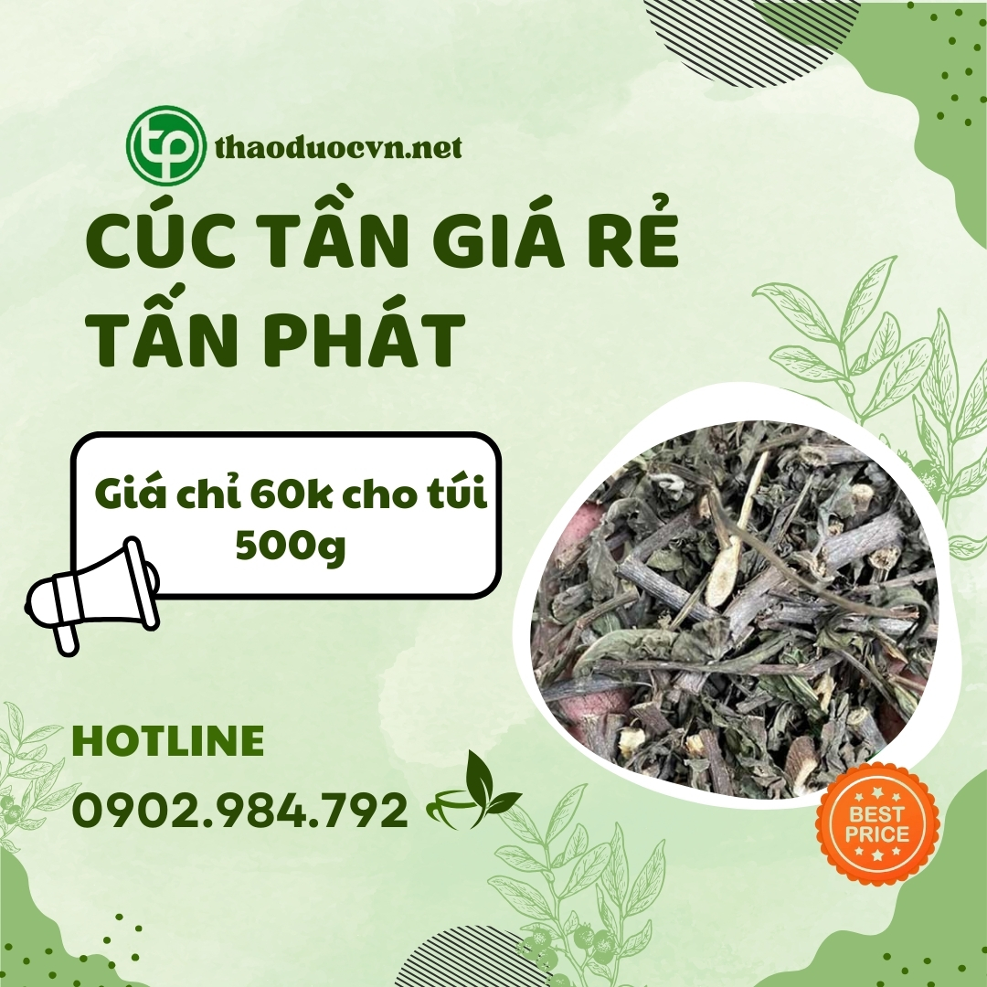 Mua cúc tần giá rẻ tại TP.HCM