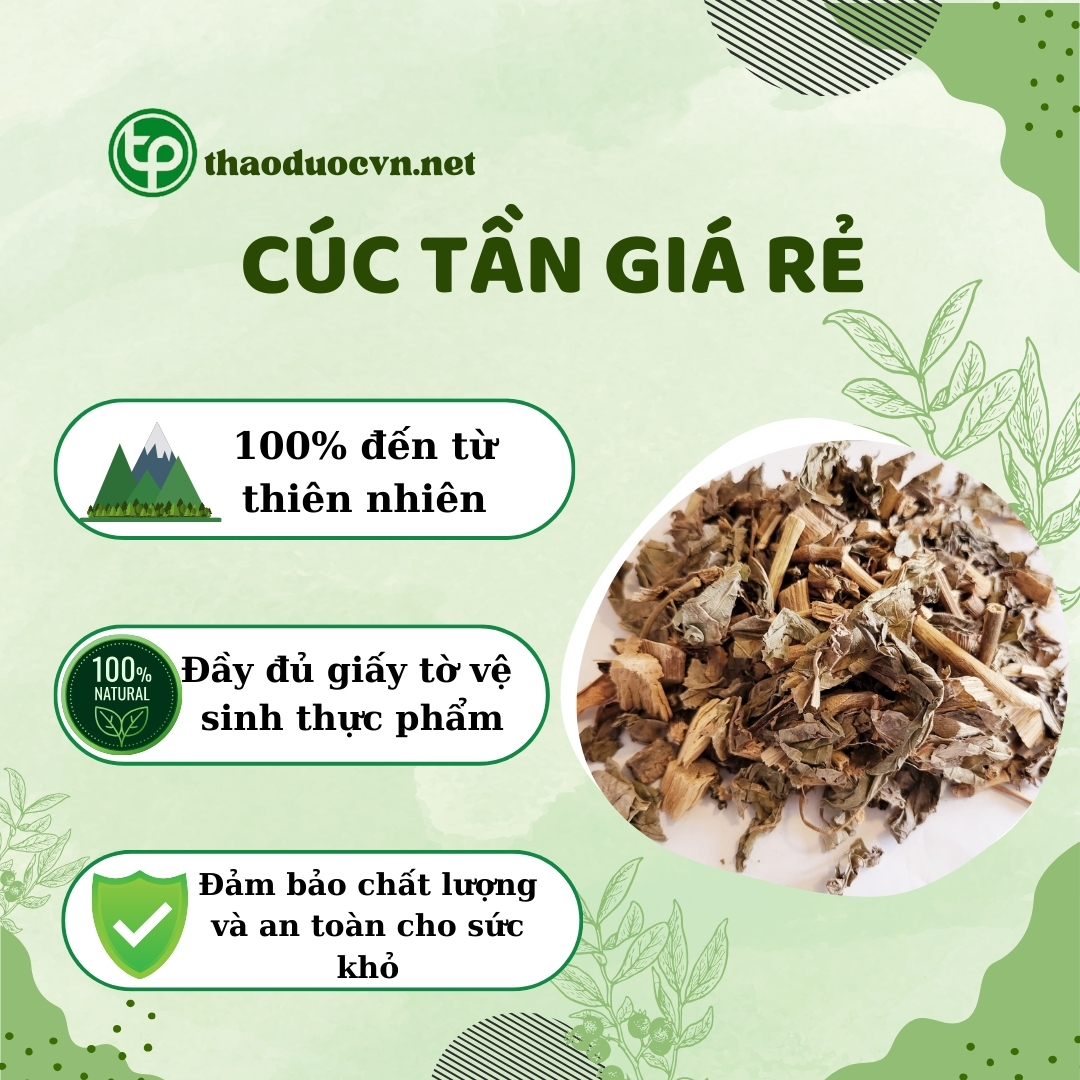 Tấn Phát là địa chỉ bán cúc tần giá rẻ tại HCM