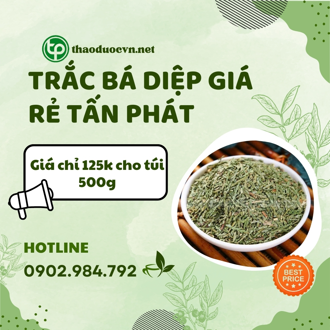 Mua trắc bá diệp giá rẻ tại HCM