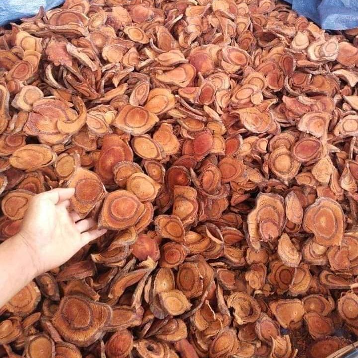 Bảo quản cỏ máu khô hiệu quả