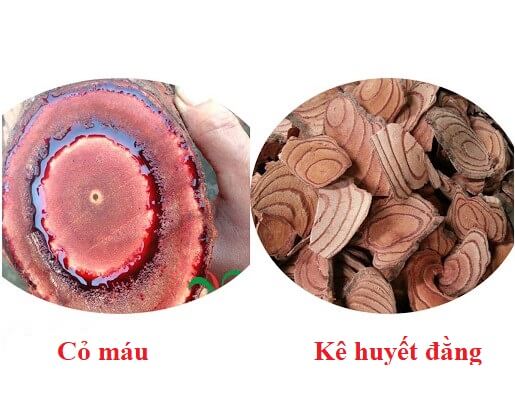 Cách phân biệt cỏ máu và kê huyết đằng