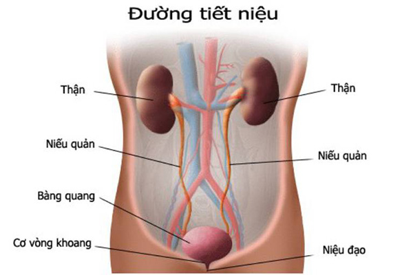 Mã đề trị viêm đường tiết niệu