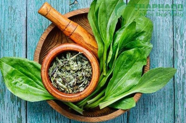 Bảo quản mã đề khô ở nơi khô ráo, thoáng mát