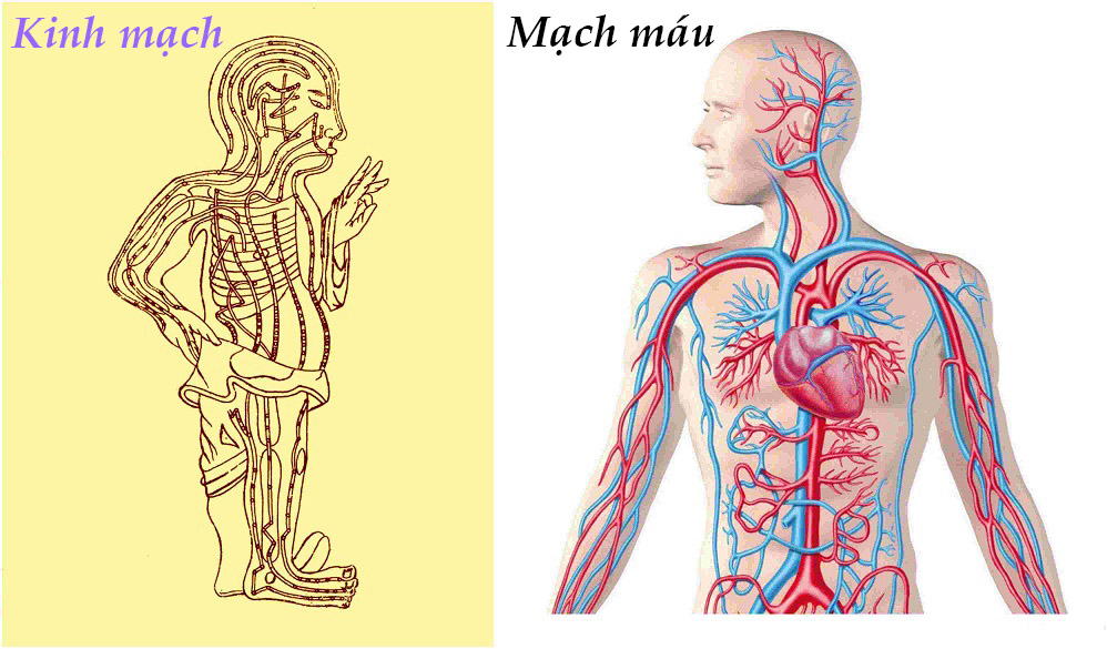 Công dụng của thiên niên kiện giúp đả thông kinh lạc