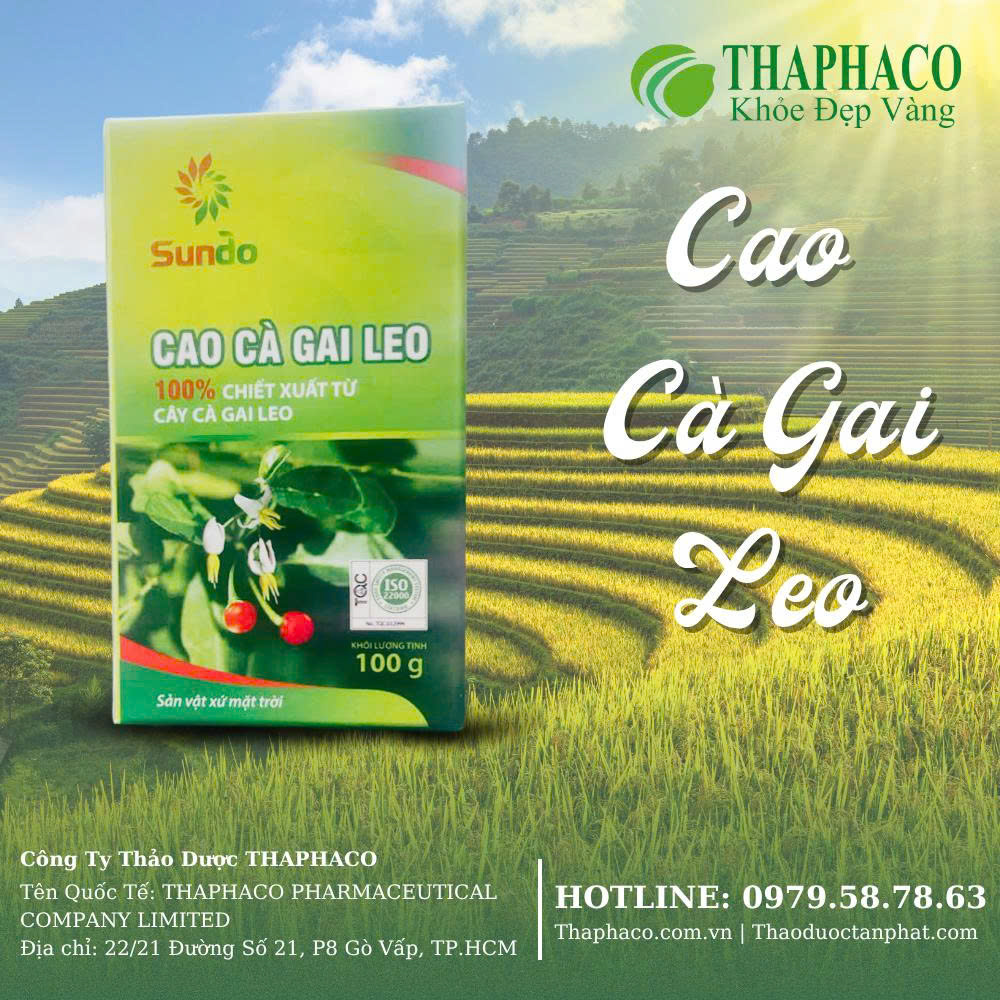 Cao cà gai leo mẫu mới tại TP.HCM