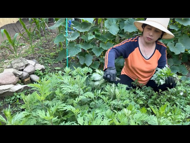 Quy trình sản xuất trà túi lọc ngải cứu: Tuyển chọn nguyên liệu ngải cứu