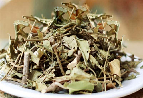 Chọn dây thìa canh khô hay trà túi lọc dây thìa canh