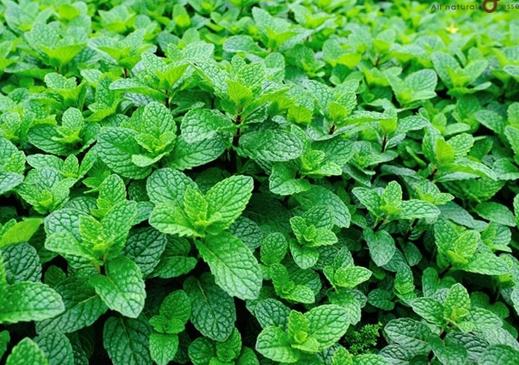 Quy trình sản xuất trà túi lọc bạc hà là lựa chọn nguyên liệu