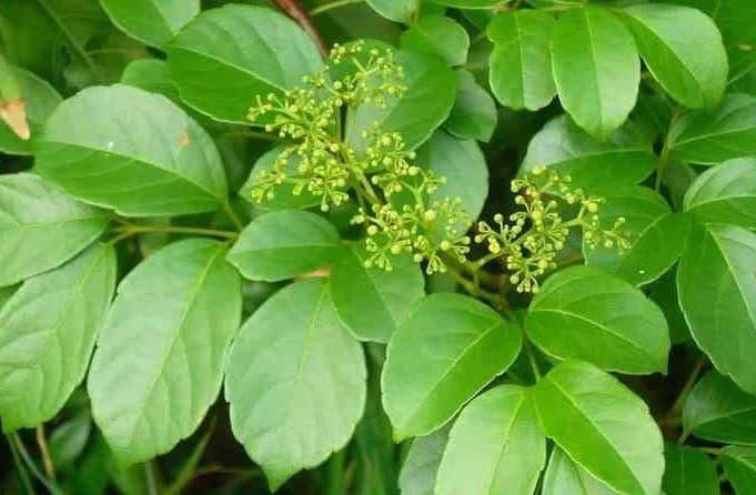 Lựa chọn nguyên liệu sản xuất trà túi lọc chè dây