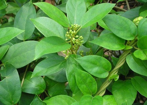 Quy trình sản xuất trà túi lọc dây thìa canh chọn nguyên liệu đạt chuẩn