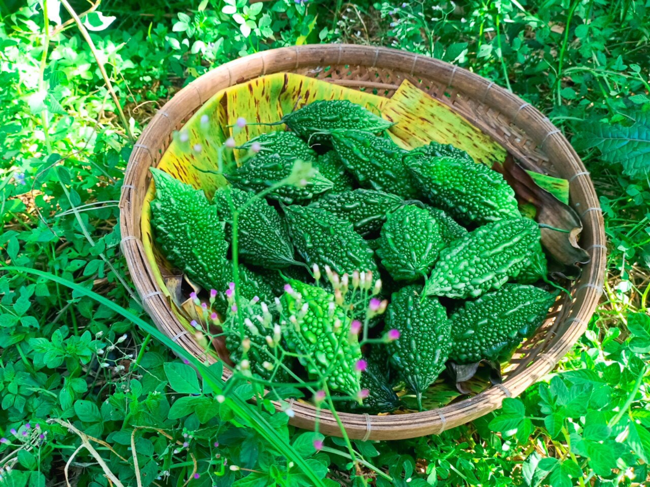 Quy trình sản xuất trà túi lọc khổ qua rừng là chọn nguyên liệu đạt chuẩn