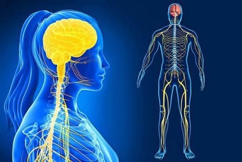Trà lạc tiên mang lại tác dụng gì cho hệ thần kinh ?
