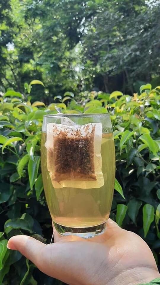 Lợi ích của trà túi lọc cà gai leo