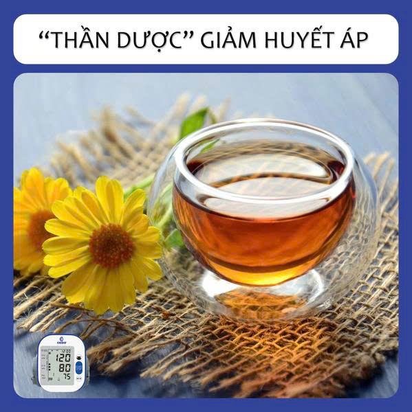 Dùng trà lá nam cho người cao huyết áp được không ?