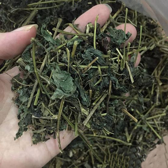 Nên chọn trà túi lọc giảo cổ lam hay giảo cổ lam khô