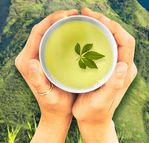 Lưu ý khi dùng trà túi lọc giảo cổ lam