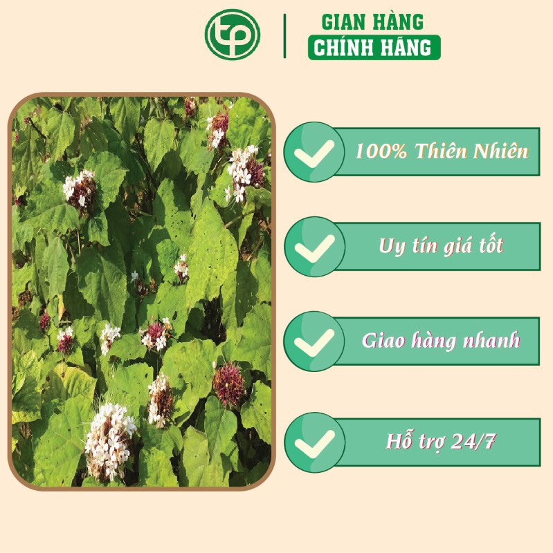 Hướng dẫn cách sử dụng bạch đồng nữ tại nhà