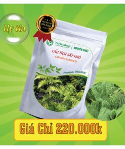 Cách sử dụng cẩu tích chữa thoát vị đĩa đệm an toàn và hiệu quả