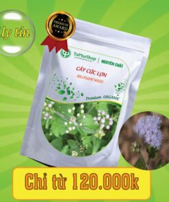 Công dụng y khoa của cây cứt lợn trong việc điều trị mụn nhọt 
